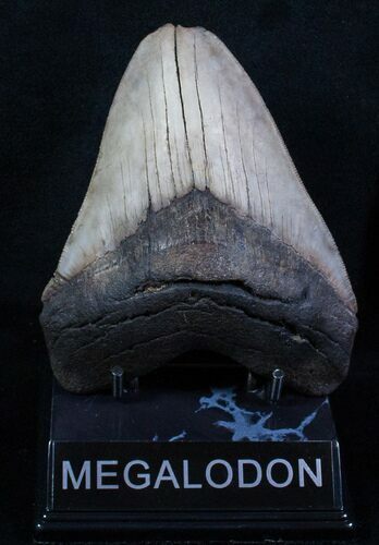 Megalodon Tooth - Sweet Serrations #3792